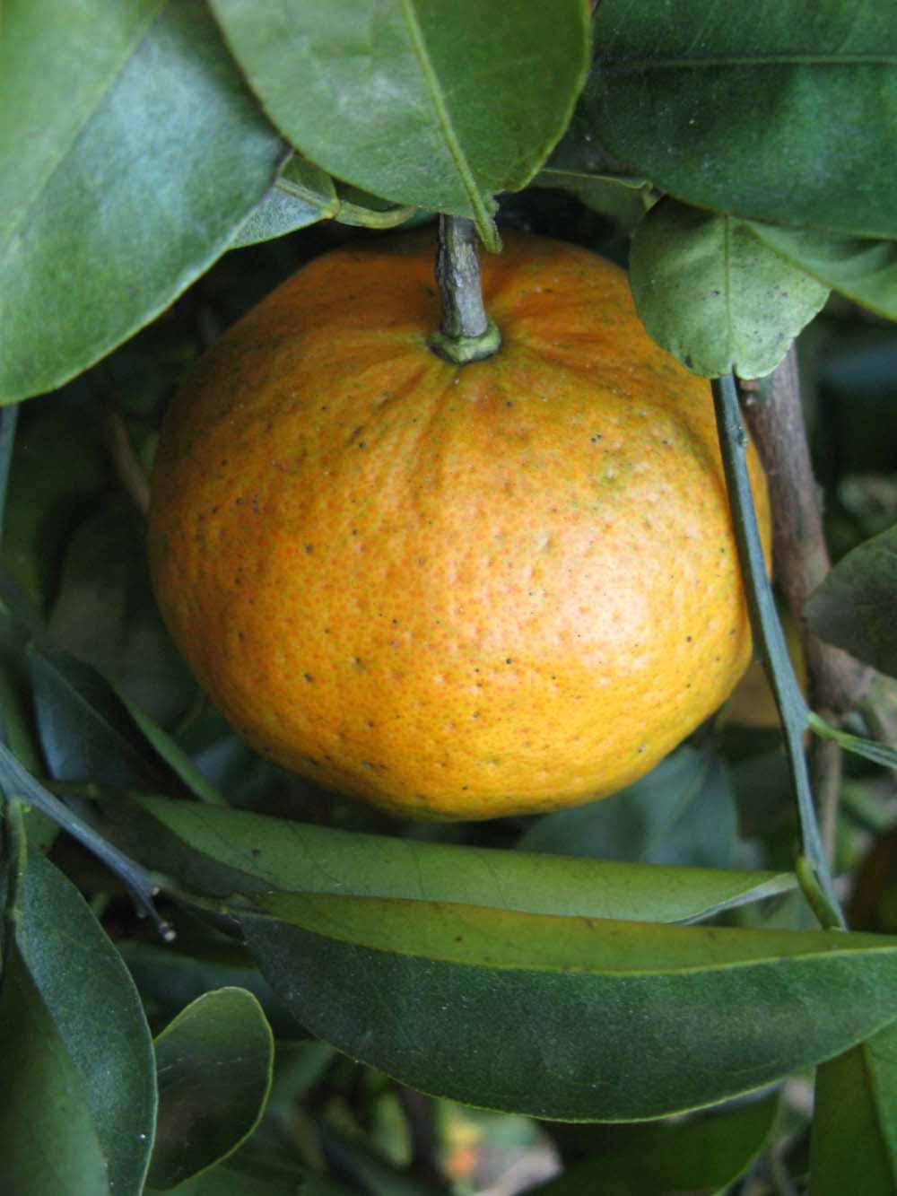 Citrus reticulata ‘Ellendale’ (Mandarin)