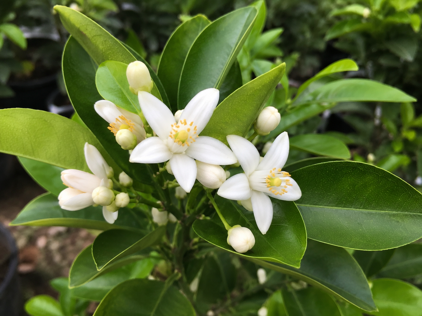 Citrus reticulata ‘Ponkanomi’ (Mandarin Ponkan)