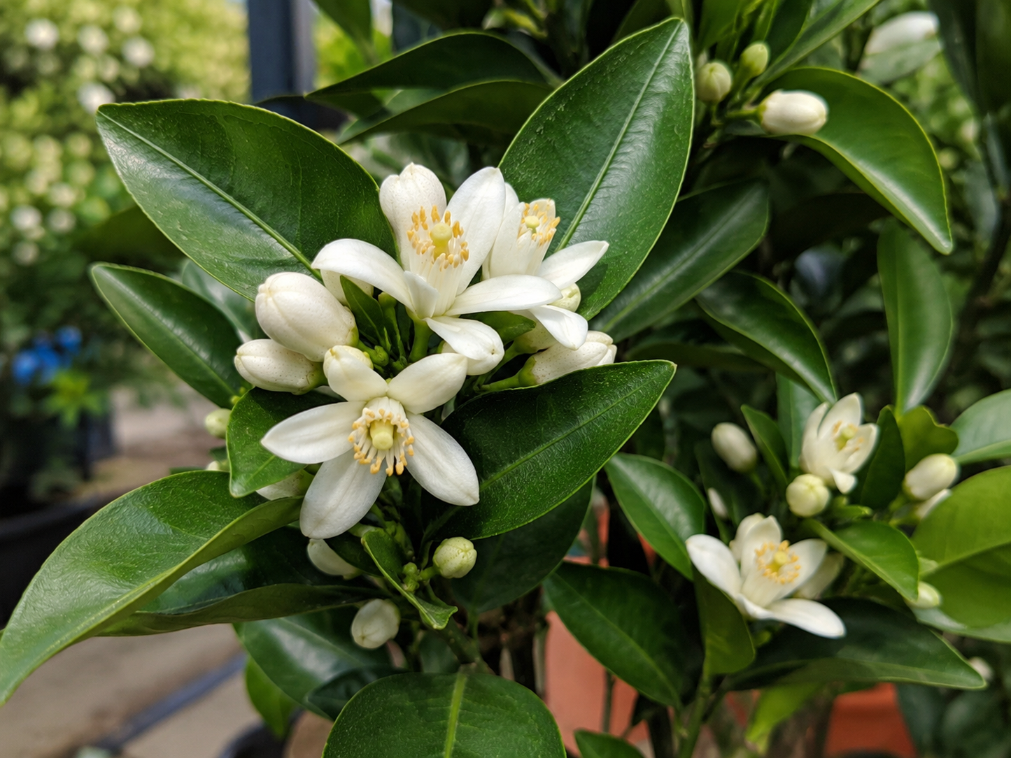 Citrus sinensis ‘Ippolito’ (Blood Orange Ippolito)