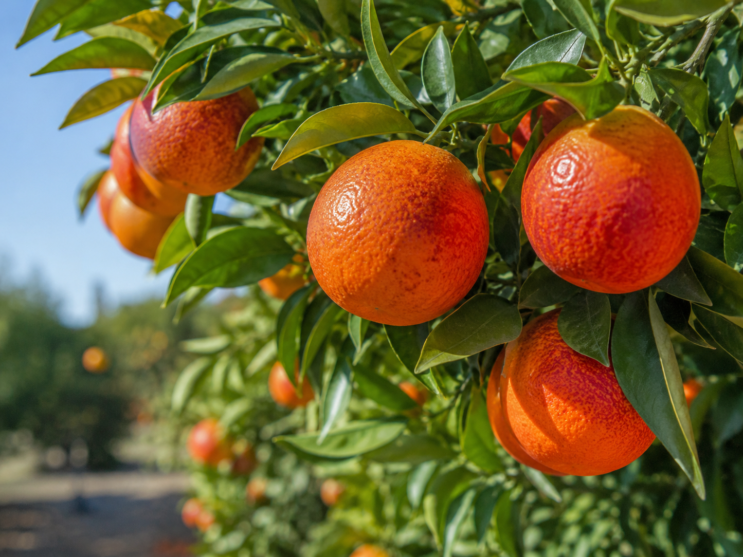 Citrus sinensis ‘Ippolito’ (Blood Orange Ippolito)