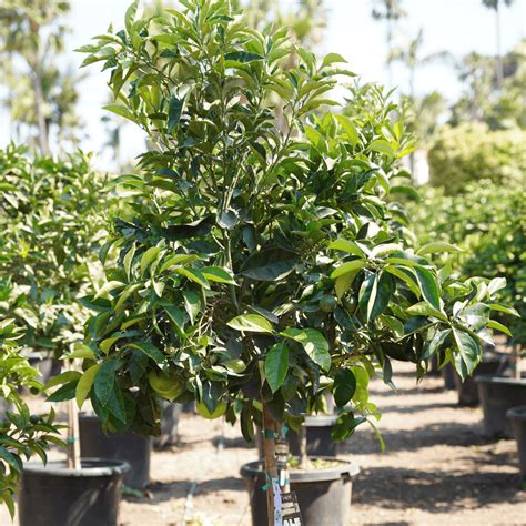 Citrus sinensis (Orange Cara Cara)