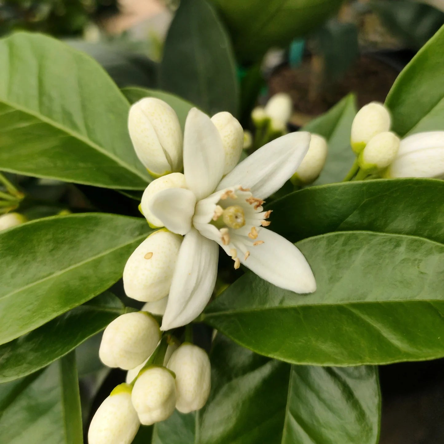 Citrus sinensis (Orange Cara Cara)