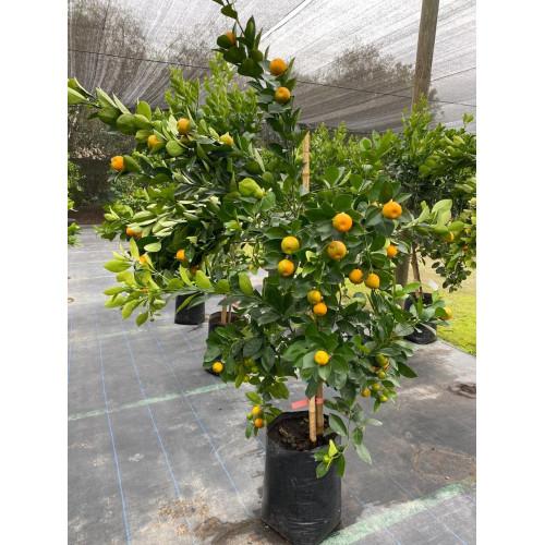 Citrus sinensis (Orange Cara Cara)