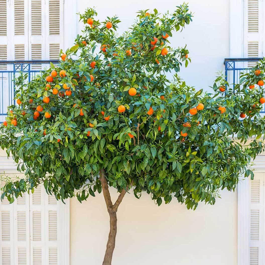 Citrus sinensis (Orange Maltese Blood)