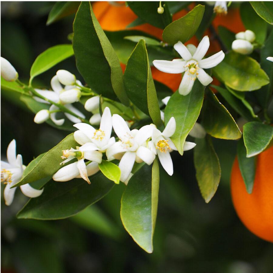 Citrus sinensis (Orange Maltese Blood)