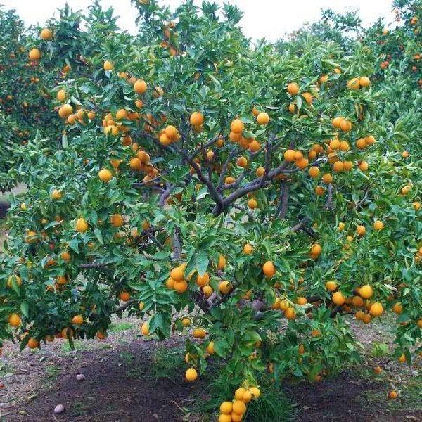 Citrus sinensis (Orange Maltese Blood)