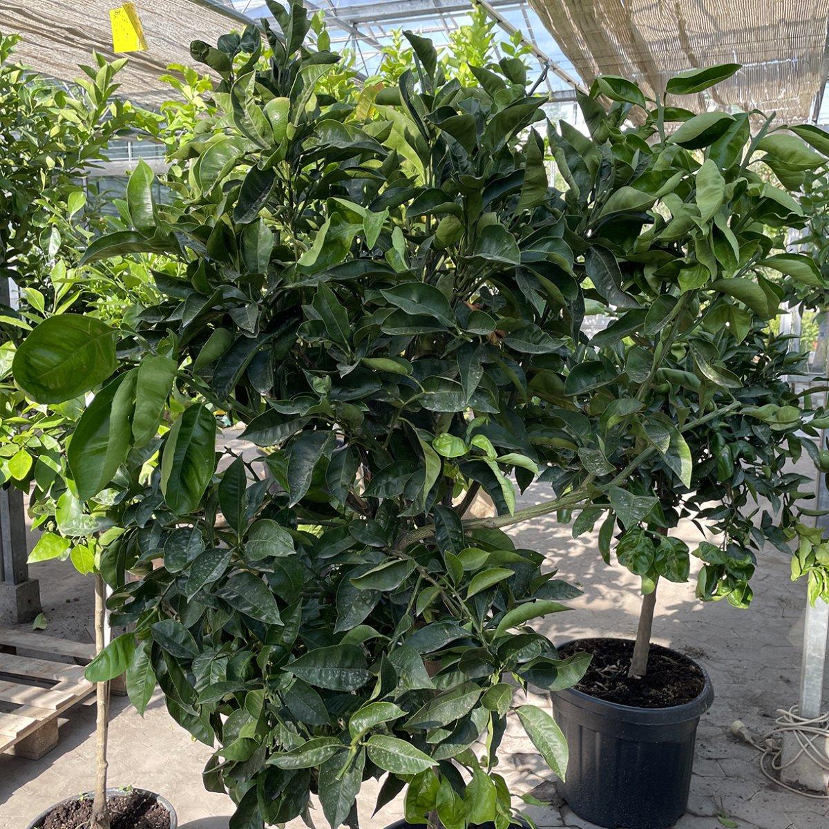 Citrus sinensis (Orange Navelina)