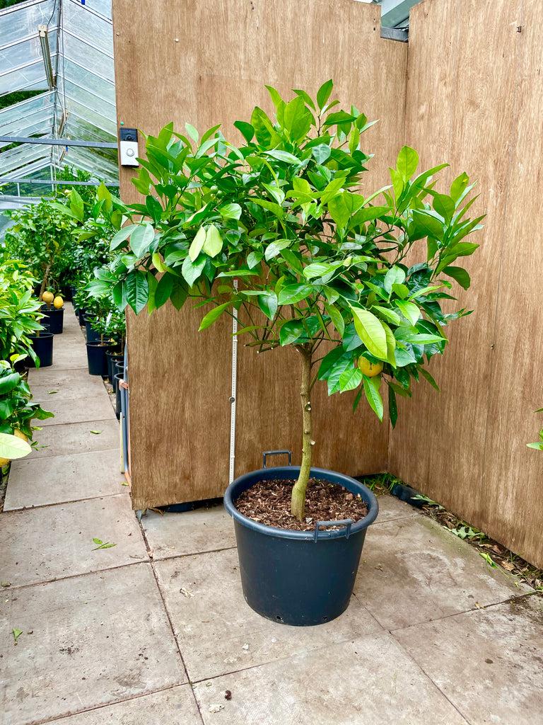 Citrus sinensis (Orange Navelina)