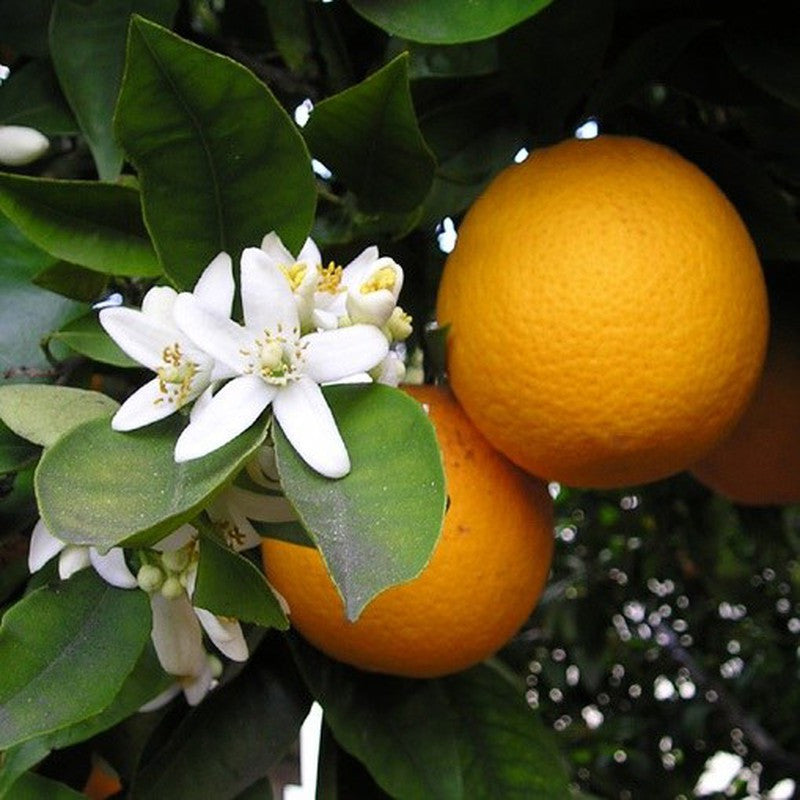 Citrus sinensis (Orange Navelina)