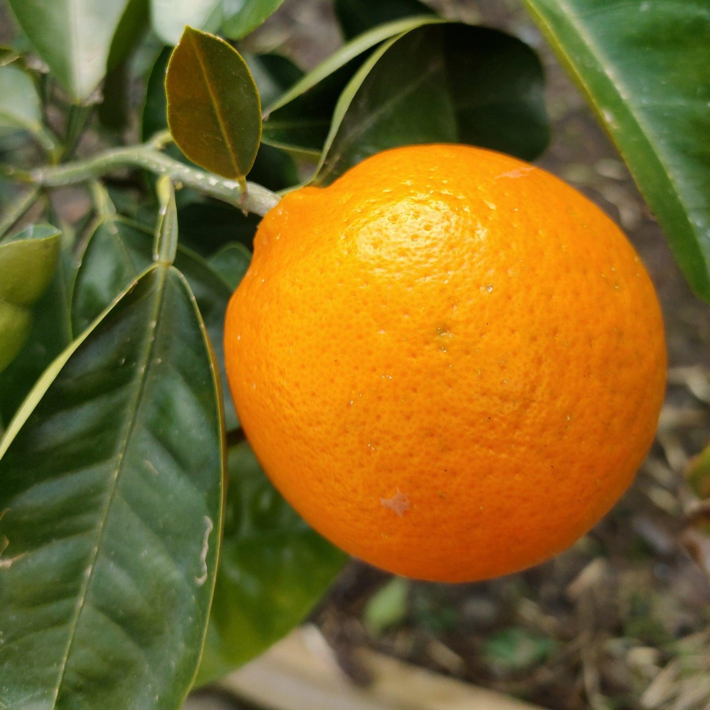 Citrus x (Tangelo Seminole)