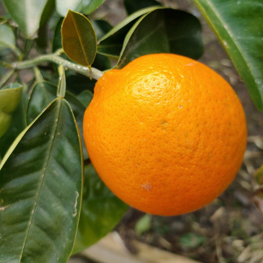 Citrus x (Tangelo Seminole)