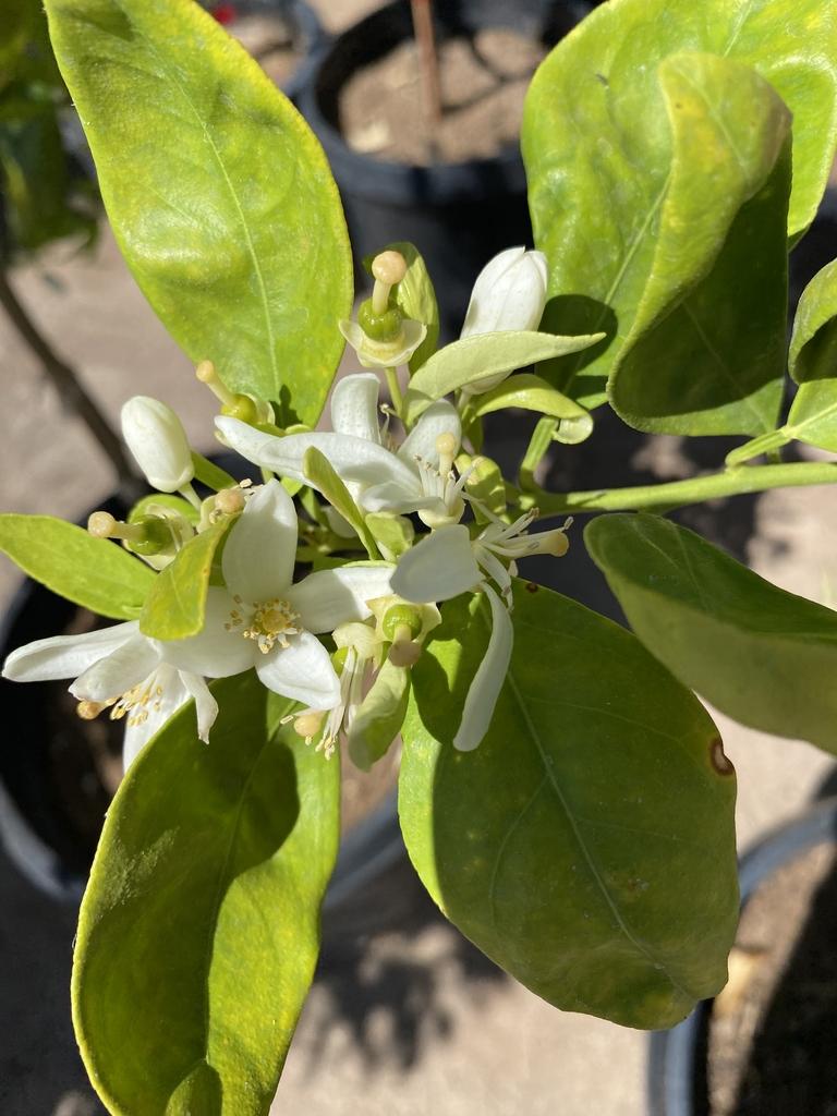Citrus x (Tangelo Seminole)