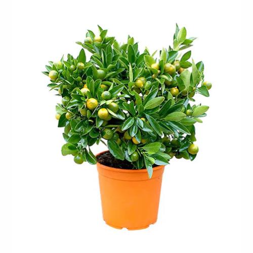 Citrus × microcarpa 'Dwarf' (Dwarf Calamansi)