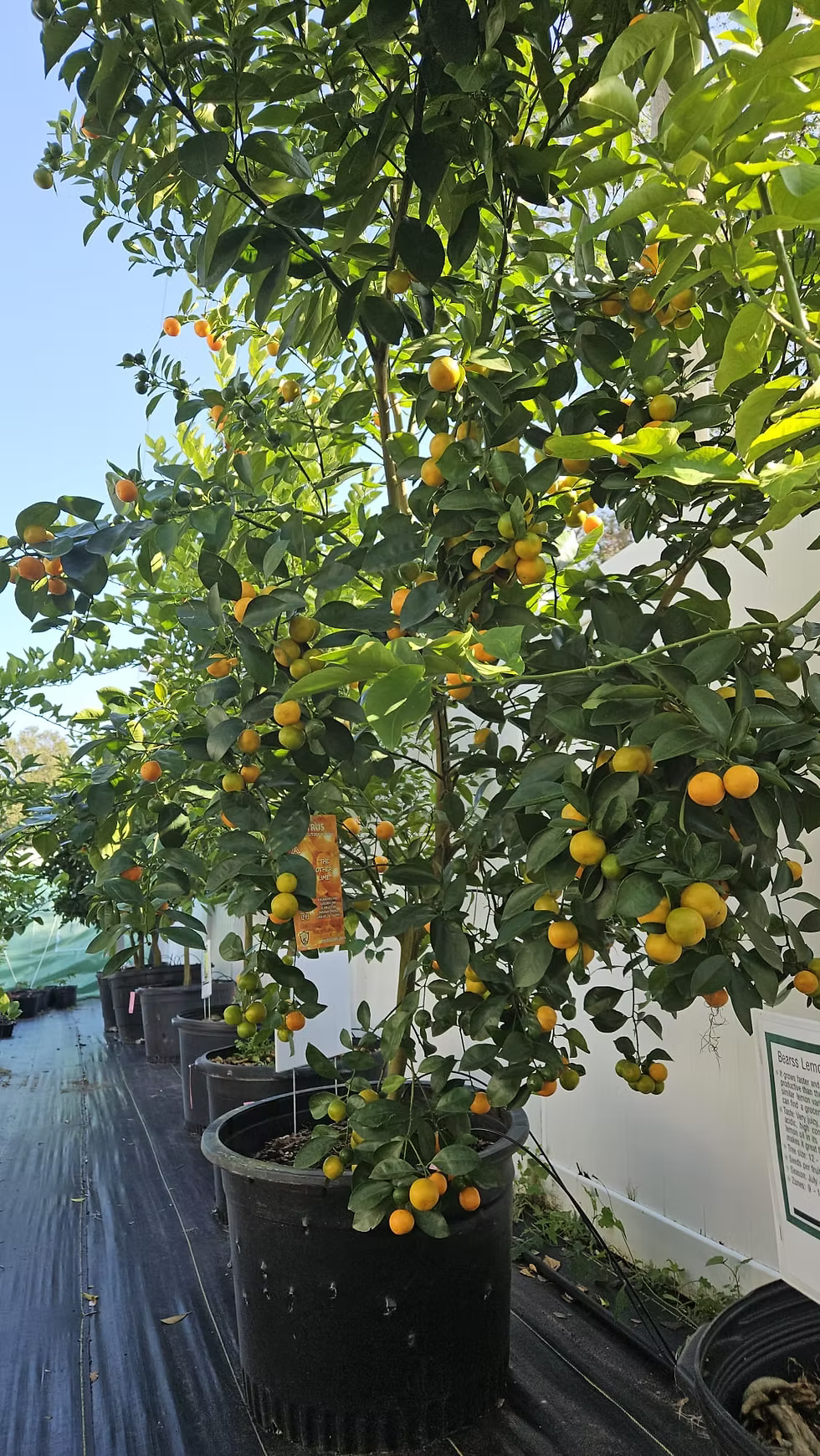 Citrus × microcarpa 'Dwarf' (Dwarf Calamansi)