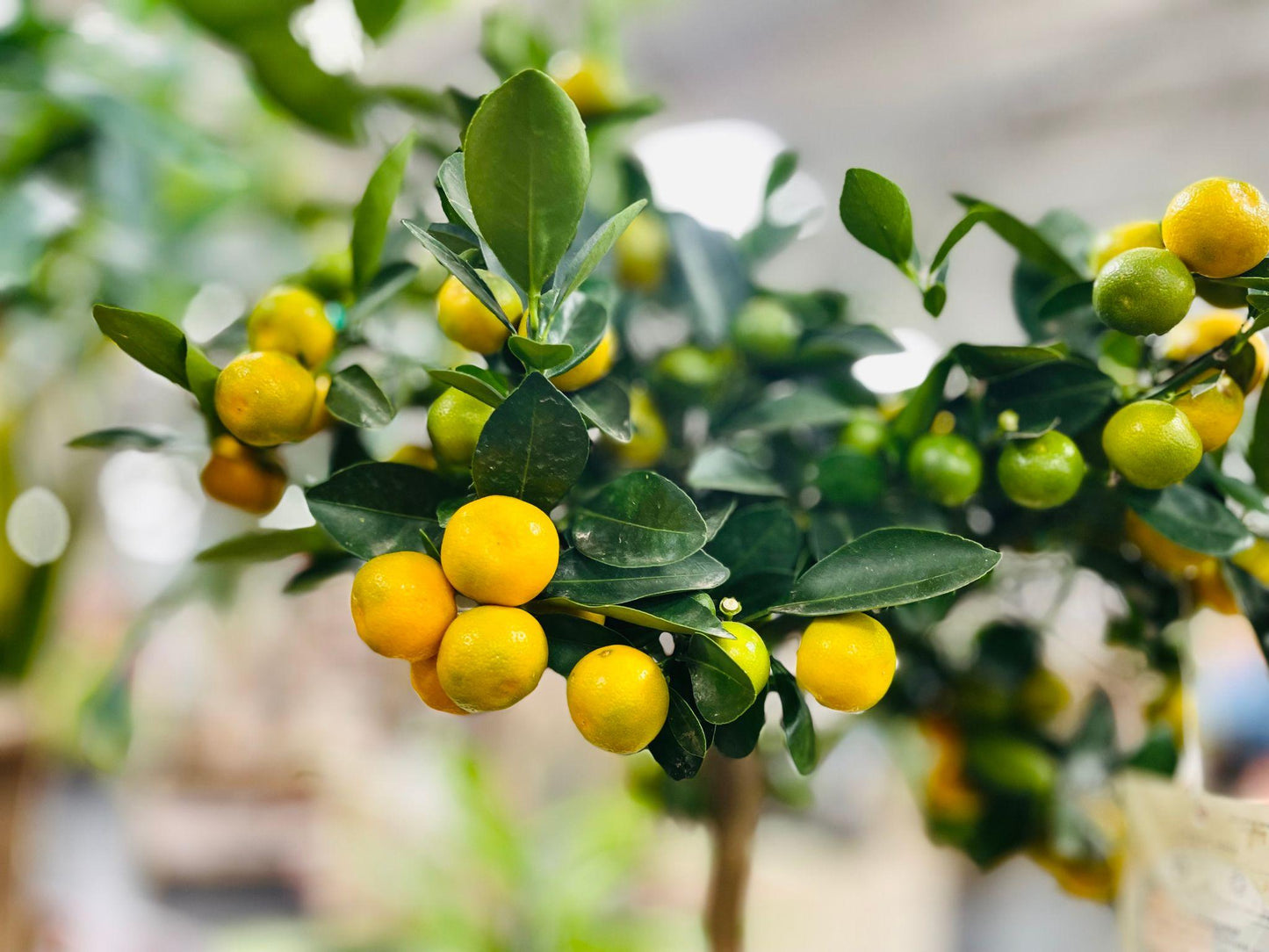 Citrus × microcarpa 'Dwarf' (Dwarf Calamansi)