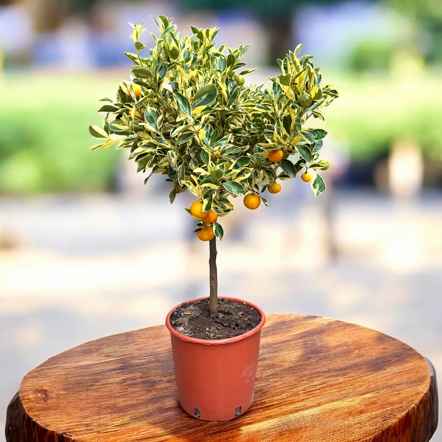 Citrus x microcarpa ‘Variegated’ (Calamondin Variegated)