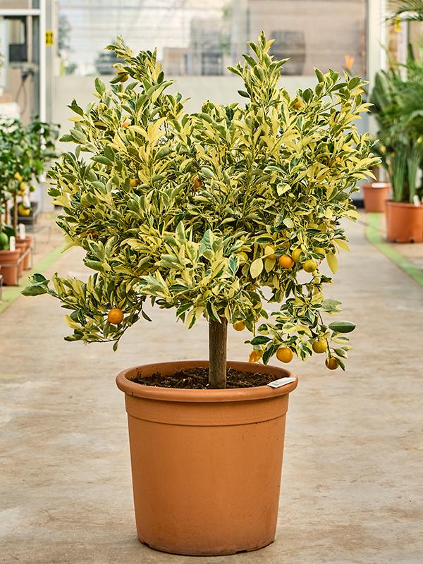 Citrus x microcarpa ‘Variegated’ (Calamondin Variegated)