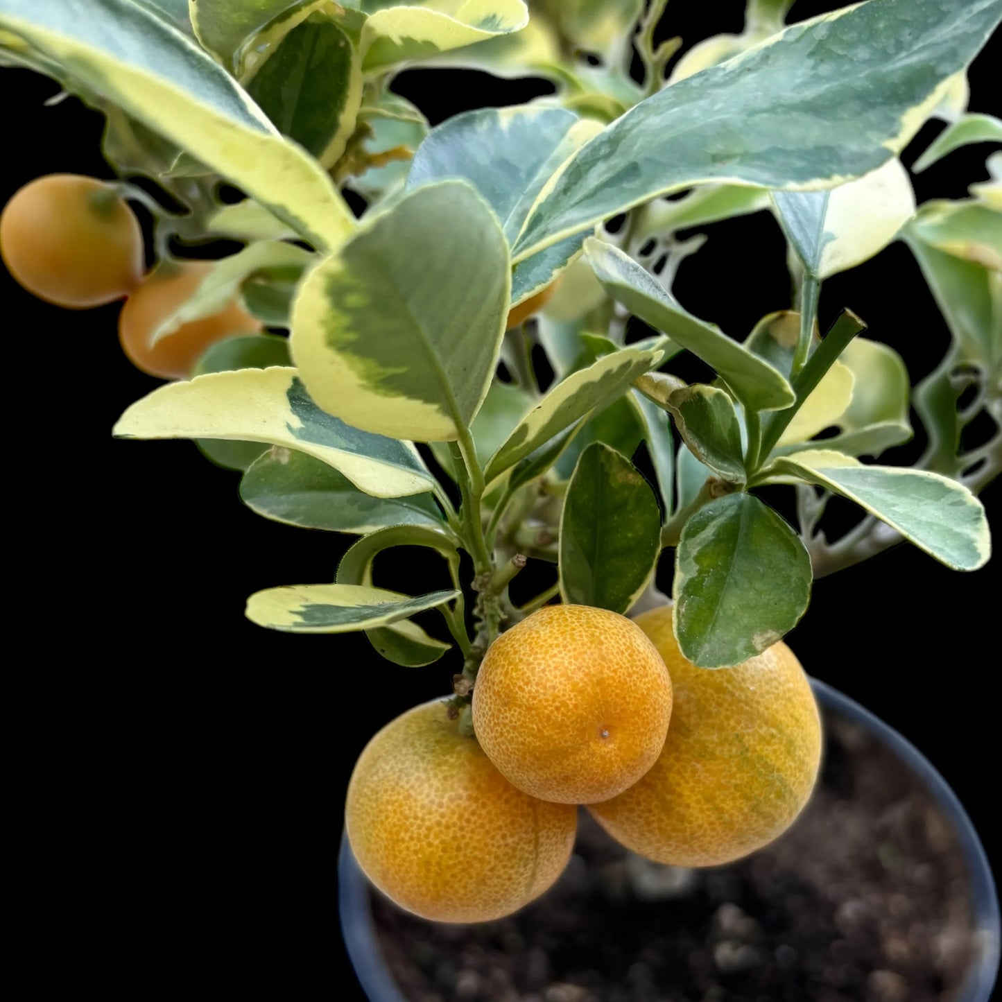 Citrus x microcarpa ‘Variegated’ (Calamondin Variegated)