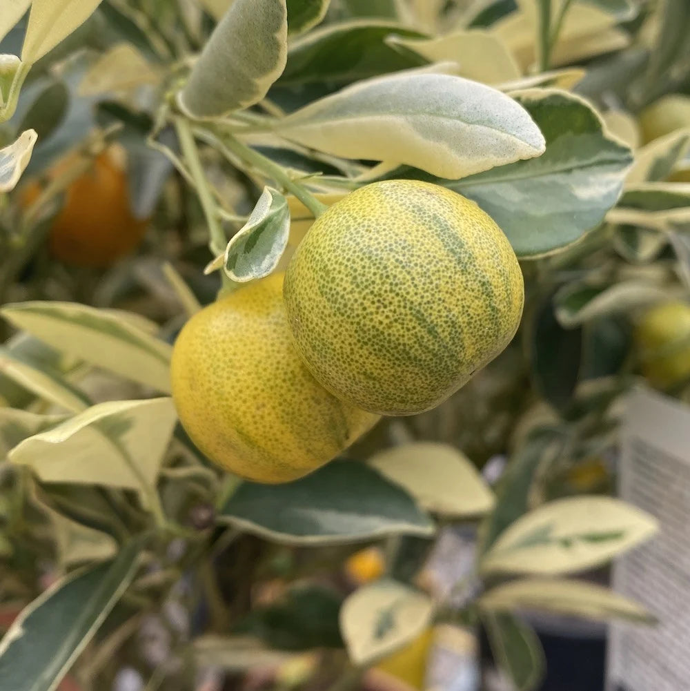 Citrus x microcarpa ‘Variegated’ (Calamondin Variegated)