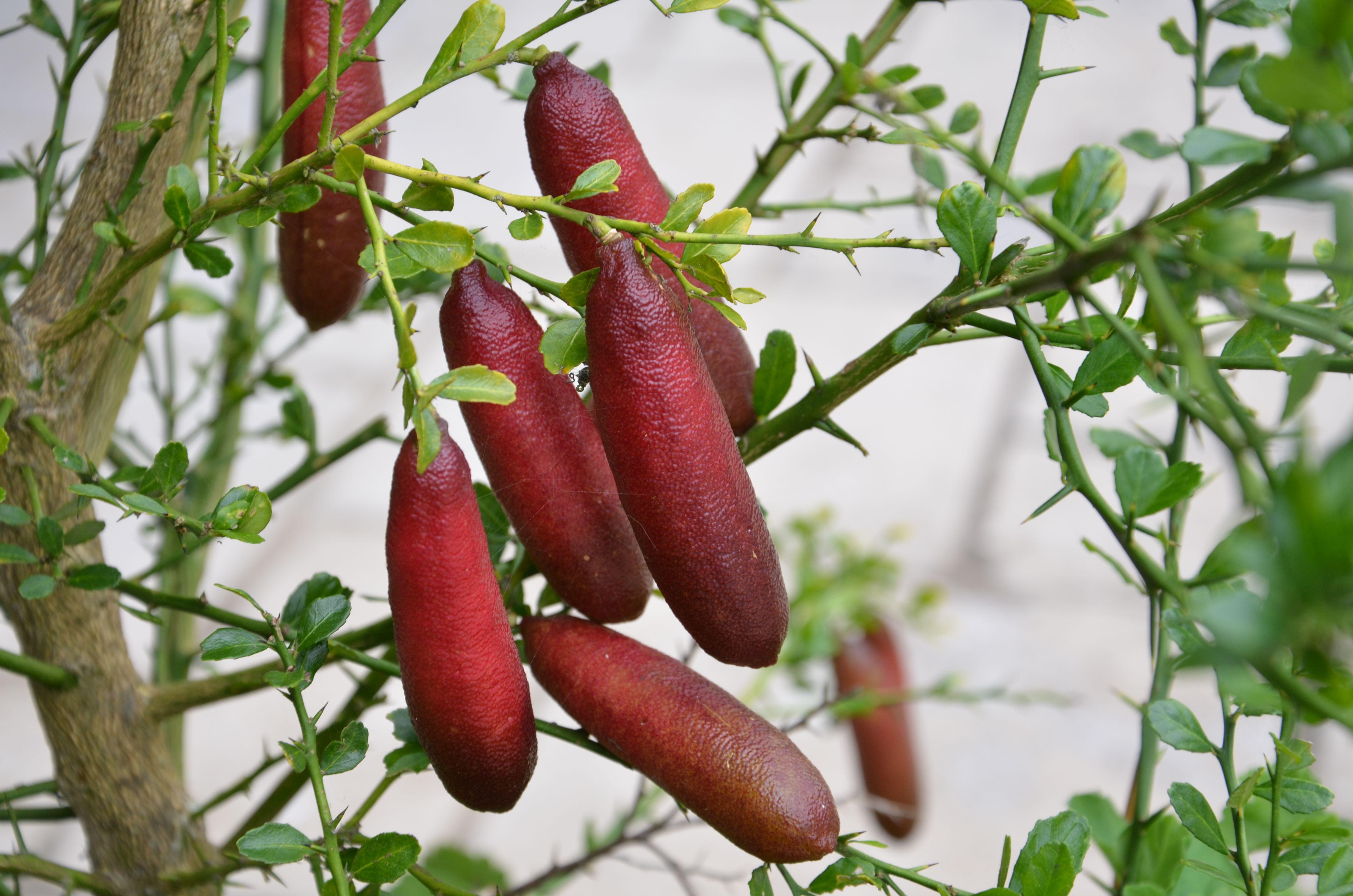 Citrus australasica ‘Dark Red’ (Dark Red Finger Lime)