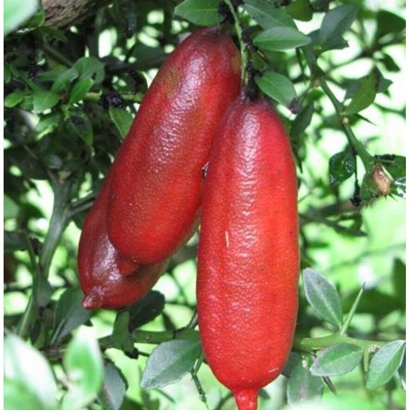 Citrus australasica ‘Dark Red’ (Dark Red Finger Lime)