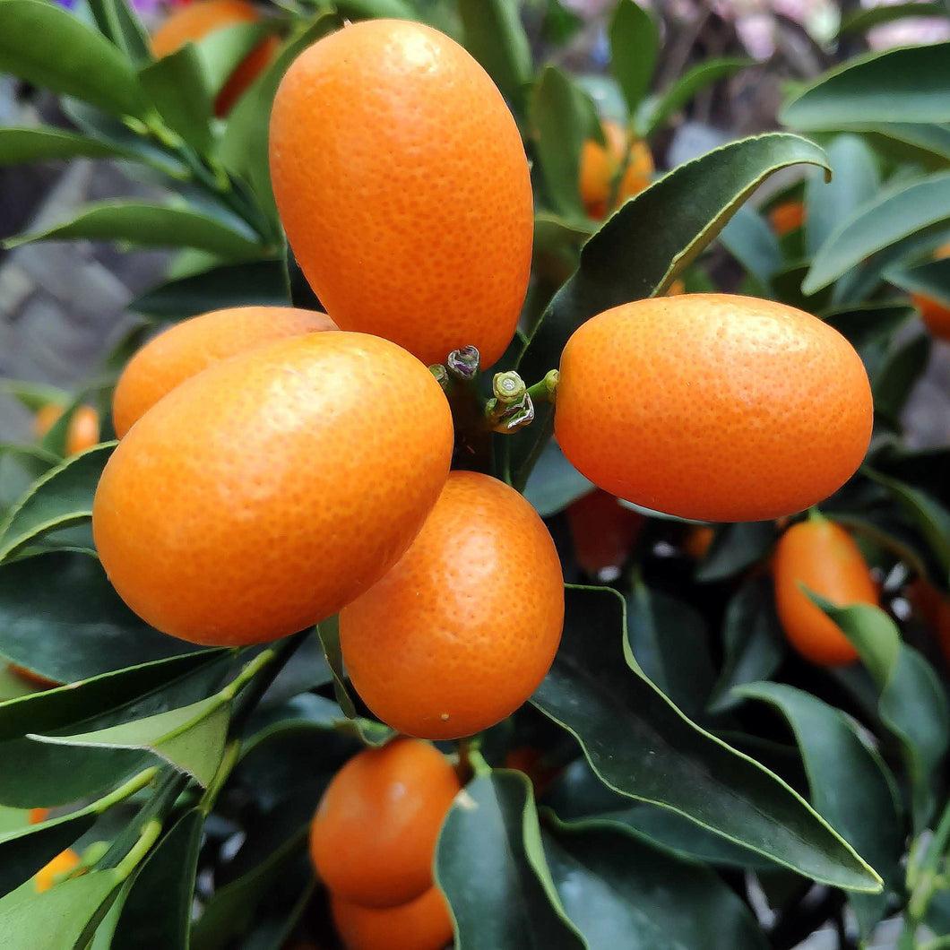Citrus Japonica ‘Nagami’ (Nagami Kumquat) STANDARDS