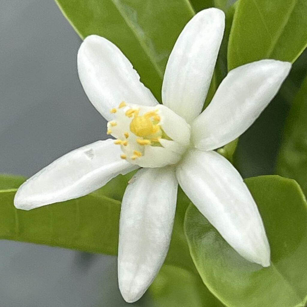 Citrus Japonica ‘Nagami’ (Nagami Kumquat) STANDARDS