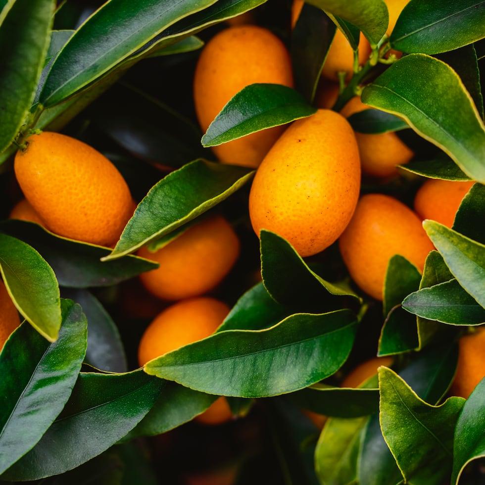 Citrus Japonica ‘Nagami’ (Nagami Kumquat) STANDARDS
