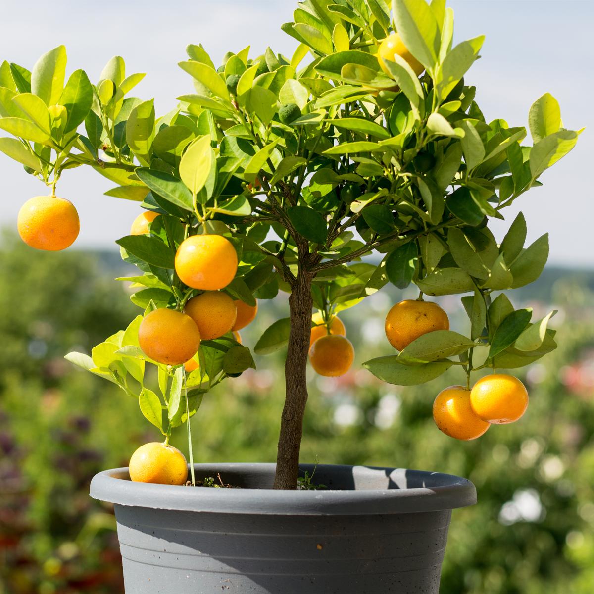 Citrus sinensis ‘Washington Navel’ (Dwarf Washington Navel Orange) – Grafted