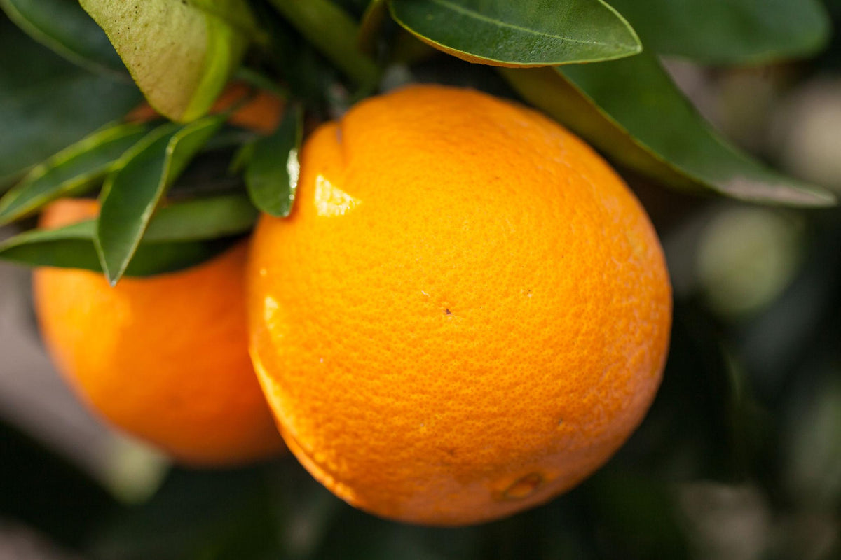 Citrus sinensis ‘Washington Navel’ (Dwarf Washington Navel Orange) – Grafted
