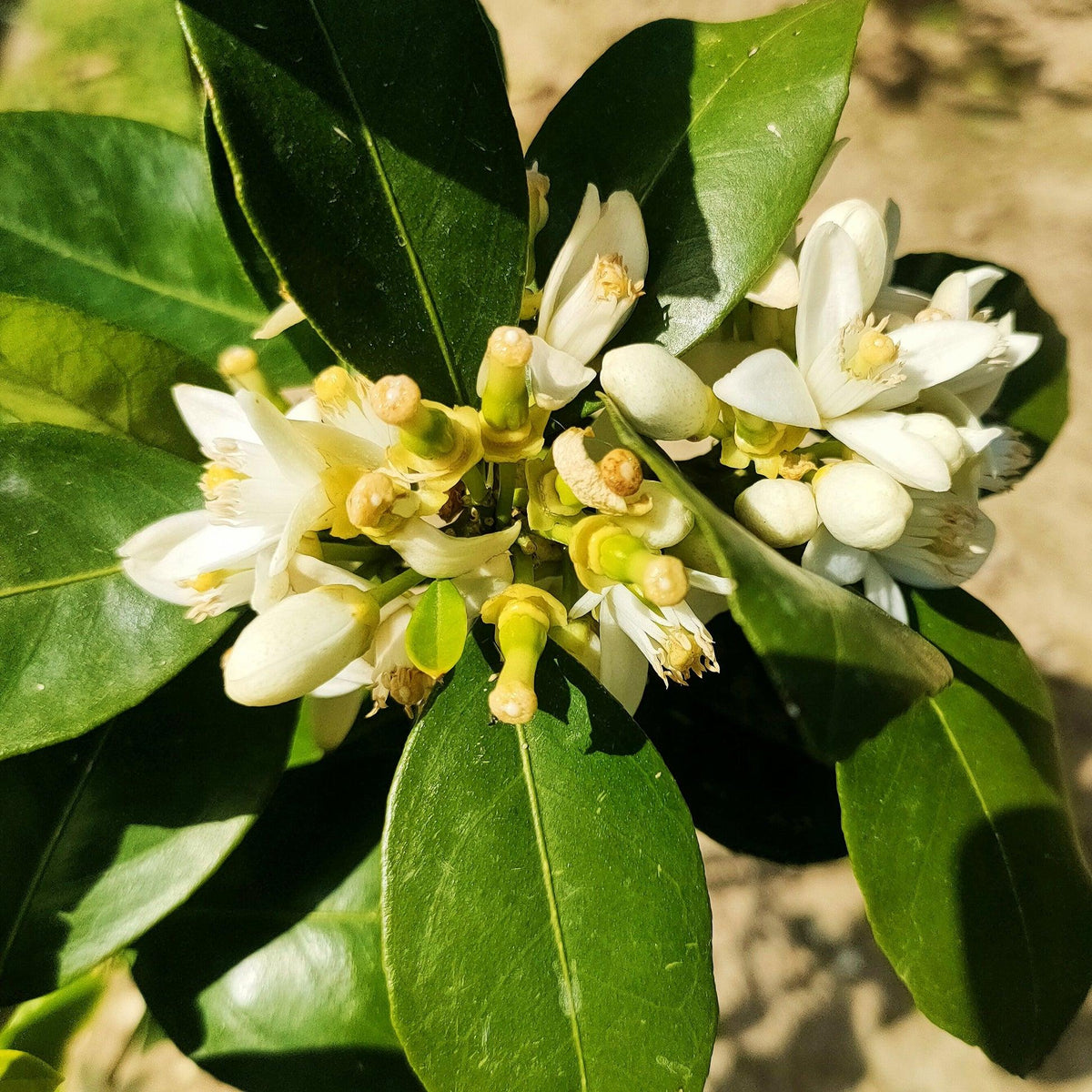 Citrus sinensis ‘Washington Navel’ (Dwarf Washington Navel Orange) – Grafted