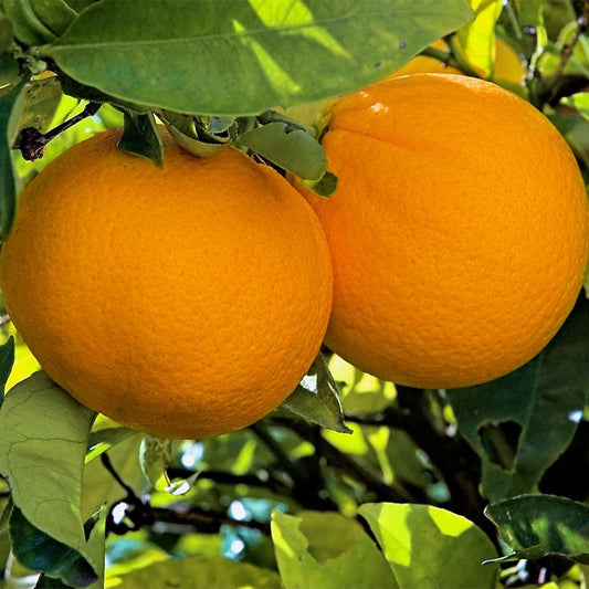 Citrus sinensis ‘Washington Navel’ (Dwarf Washington Navel Orange) – Grafted