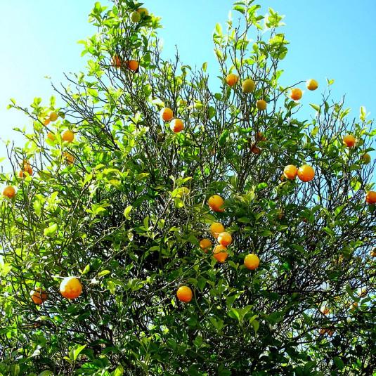 Citrus × Limonia ‘Rangpur’ (Rangpur Lime / Mandarin Lime)