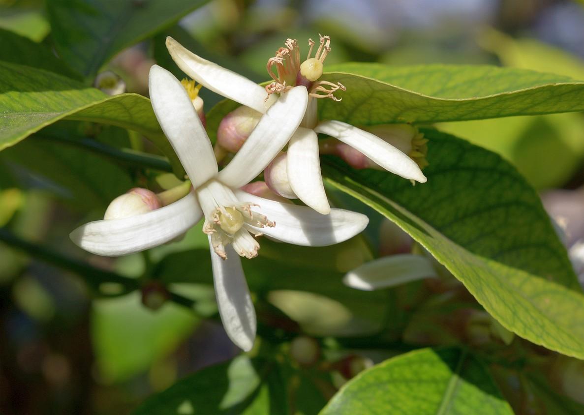 Citrus × Limonia ‘Rangpur’ (Rangpur Lime / Mandarin Lime)