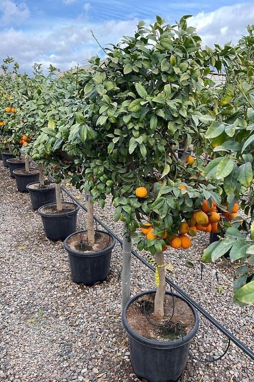 Citrus × Limonia ‘Rangpur’ (Rangpur Lime / Mandarin Lime)