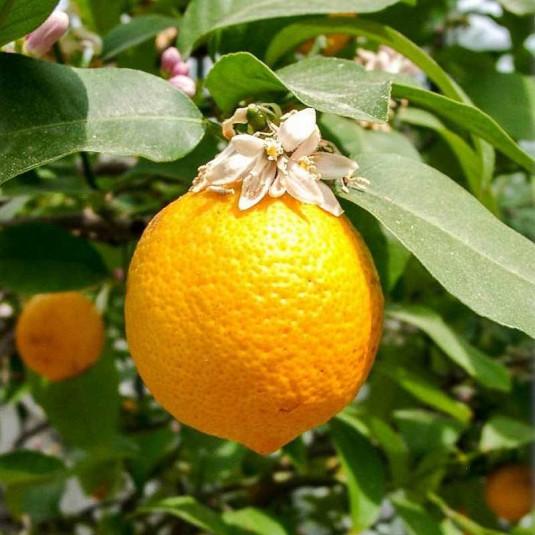 Citrus × Limonia ‘Rangpur’ (Rangpur Lime / Mandarin Lime)