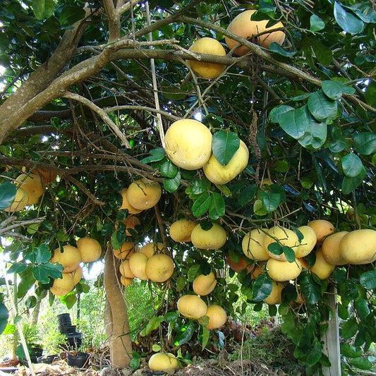 Citrus × Maxima (Watson's Choice Pomelo)