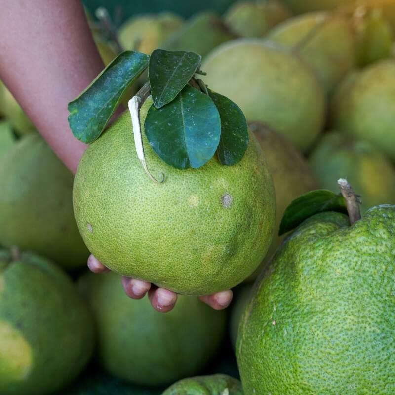 Citrus × Maxima (Watson's Choice Pomelo)