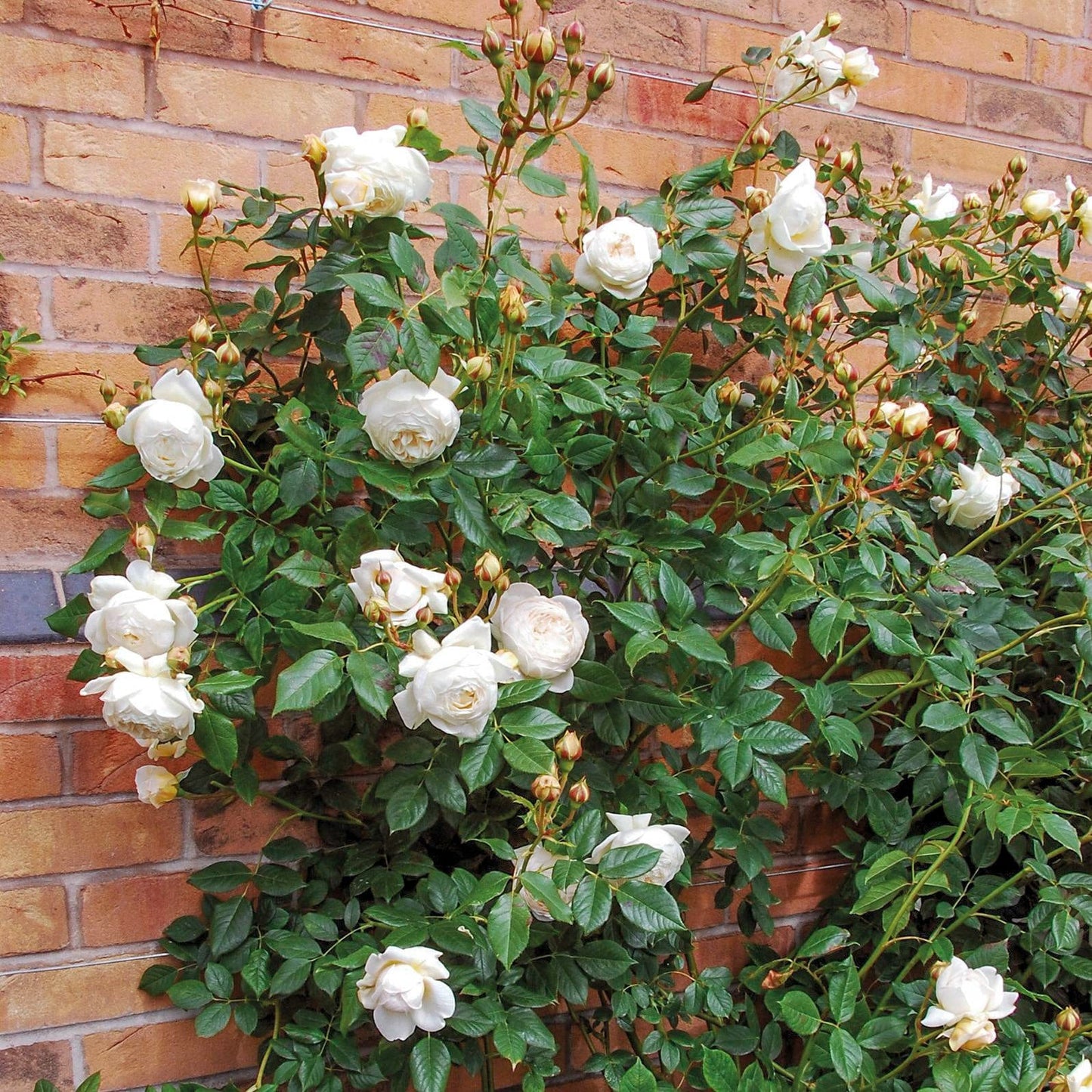 Rosa ‘Claire Austin’ (Claire Austin English Climbing Rose)