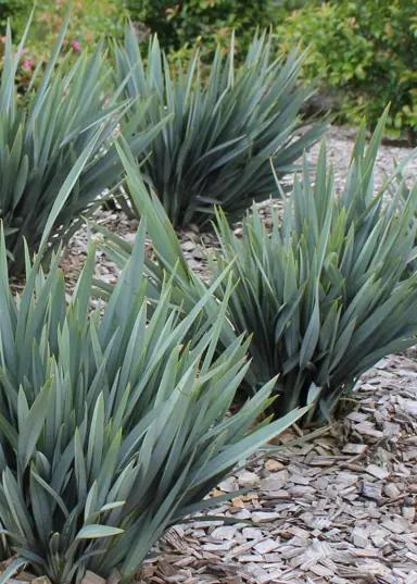 Dianella Hybrid ‘DP401’ Clarity Blue™ (Clarity Blue Flax Lily)