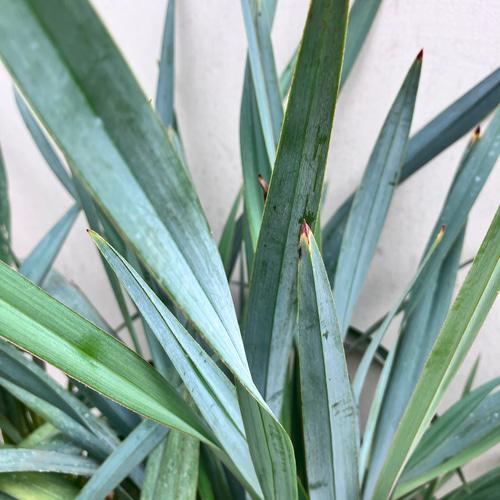 Dianella Hybrid ‘DP401’ Clarity Blue™ (Clarity Blue Flax Lily)