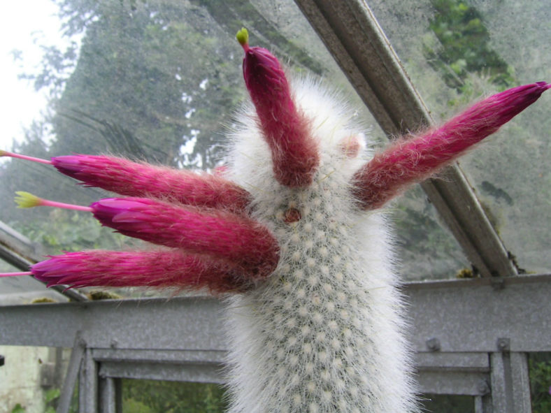 Cleistocactus strausii (Silver Torch Cactus)