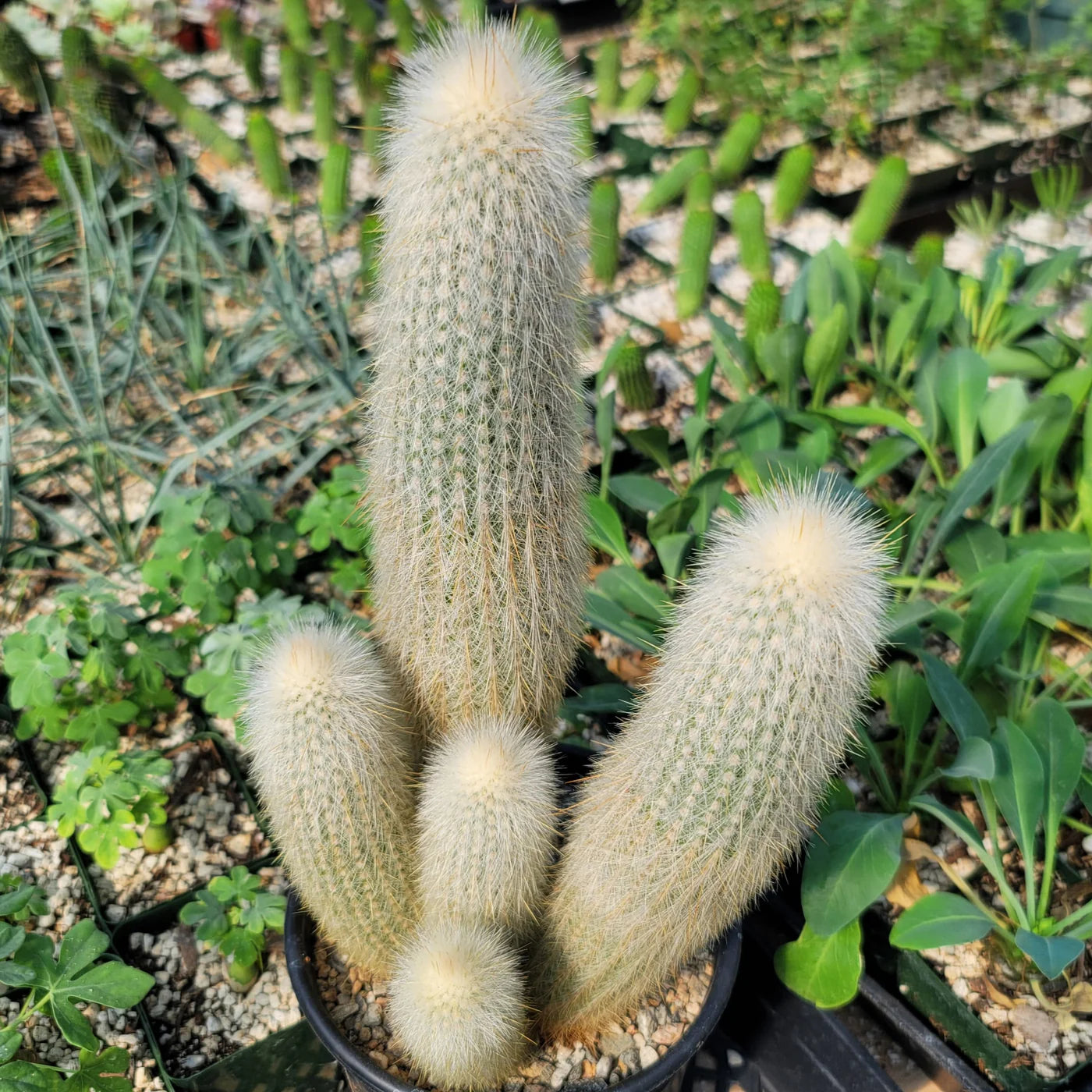 Cleistocactus Strausii (Silver Torch Cactus)