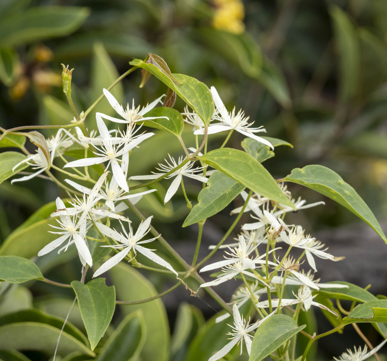 Clematis Aristata (Austral Clematis)