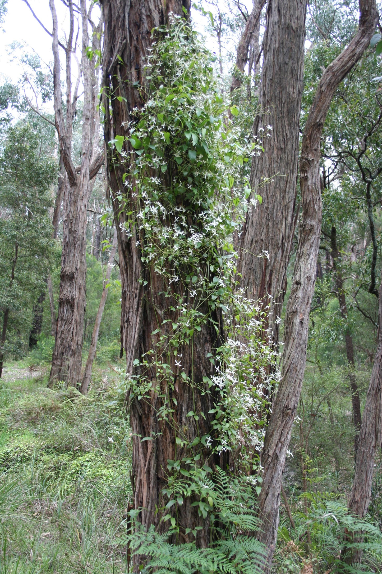 Clematis glycinoides (Native Clematis / Old Man’s Beard)