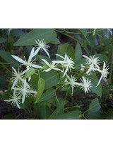 Clematis glycinoides (Native Clematis / Old Man’s Beard)