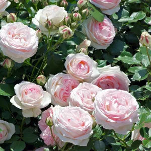 Rosa ‘Pierre de Ronsard’ (Climbing Rose)