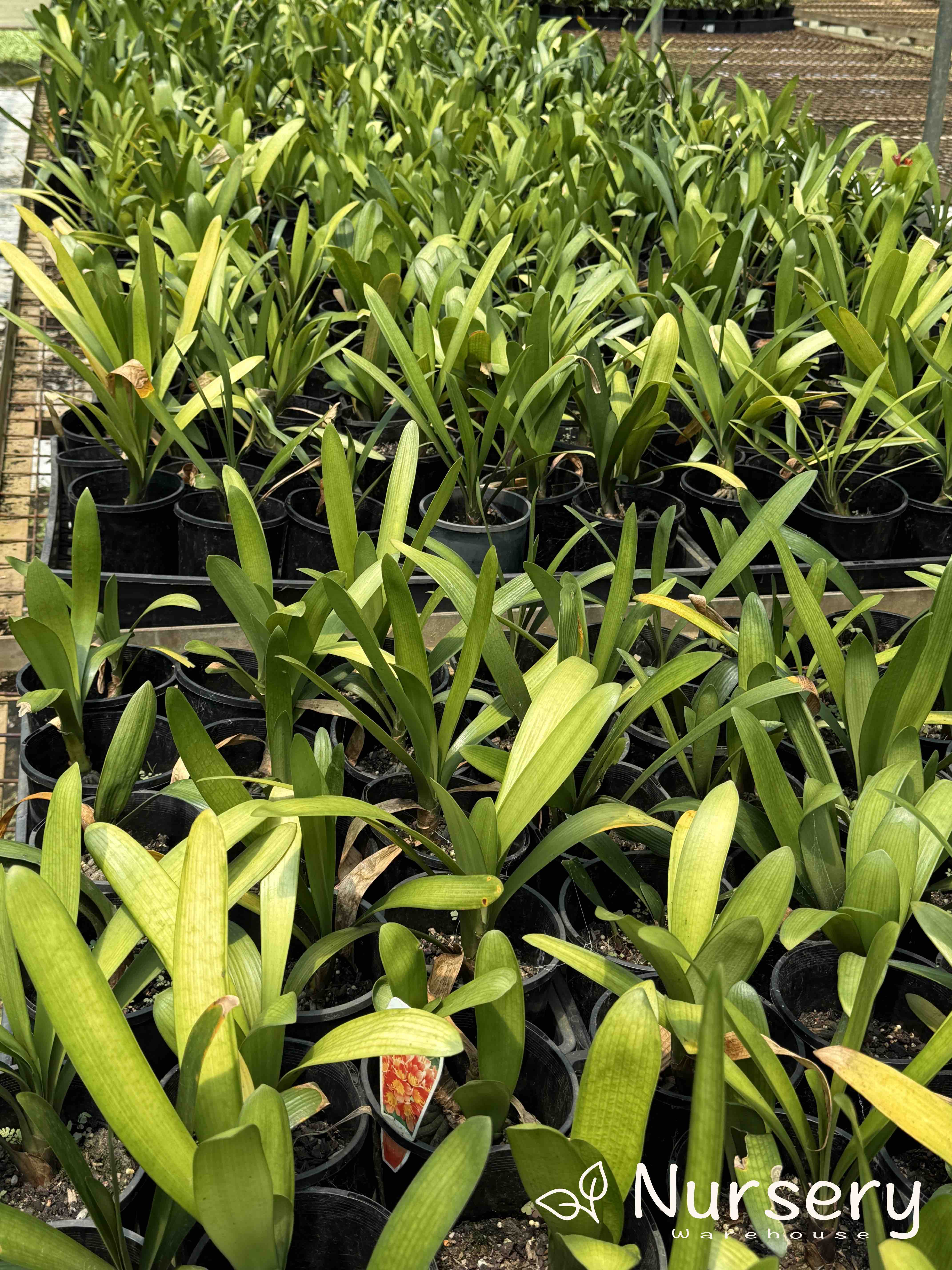 Clivia × hybrida 'Belgian Hybrid' (Belgian Hybrid Clivia | end of batch)