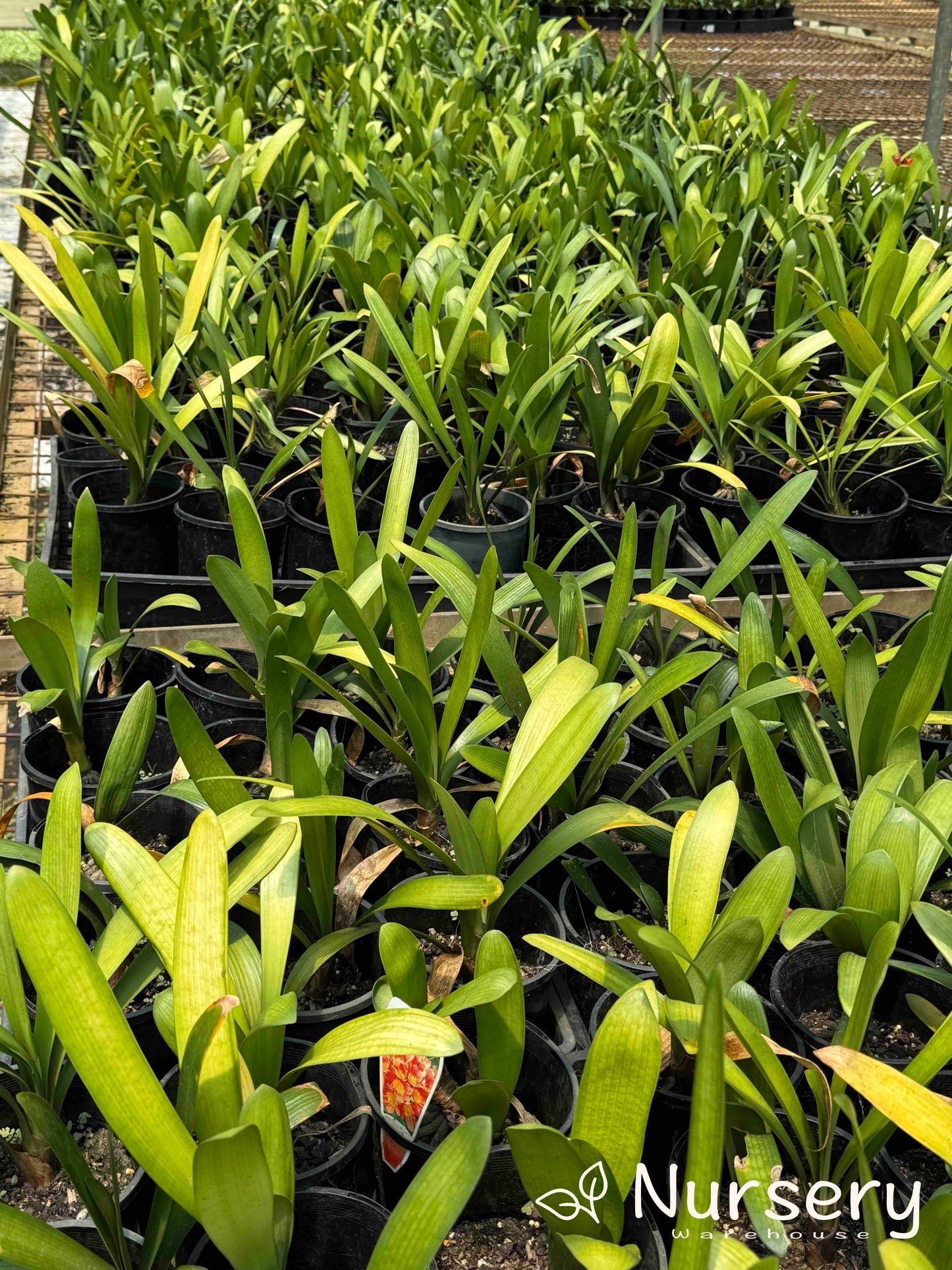 Clivia × hybrida 'Belgian Hybrid' (Belgian Hybrid Clivia | end of batch)