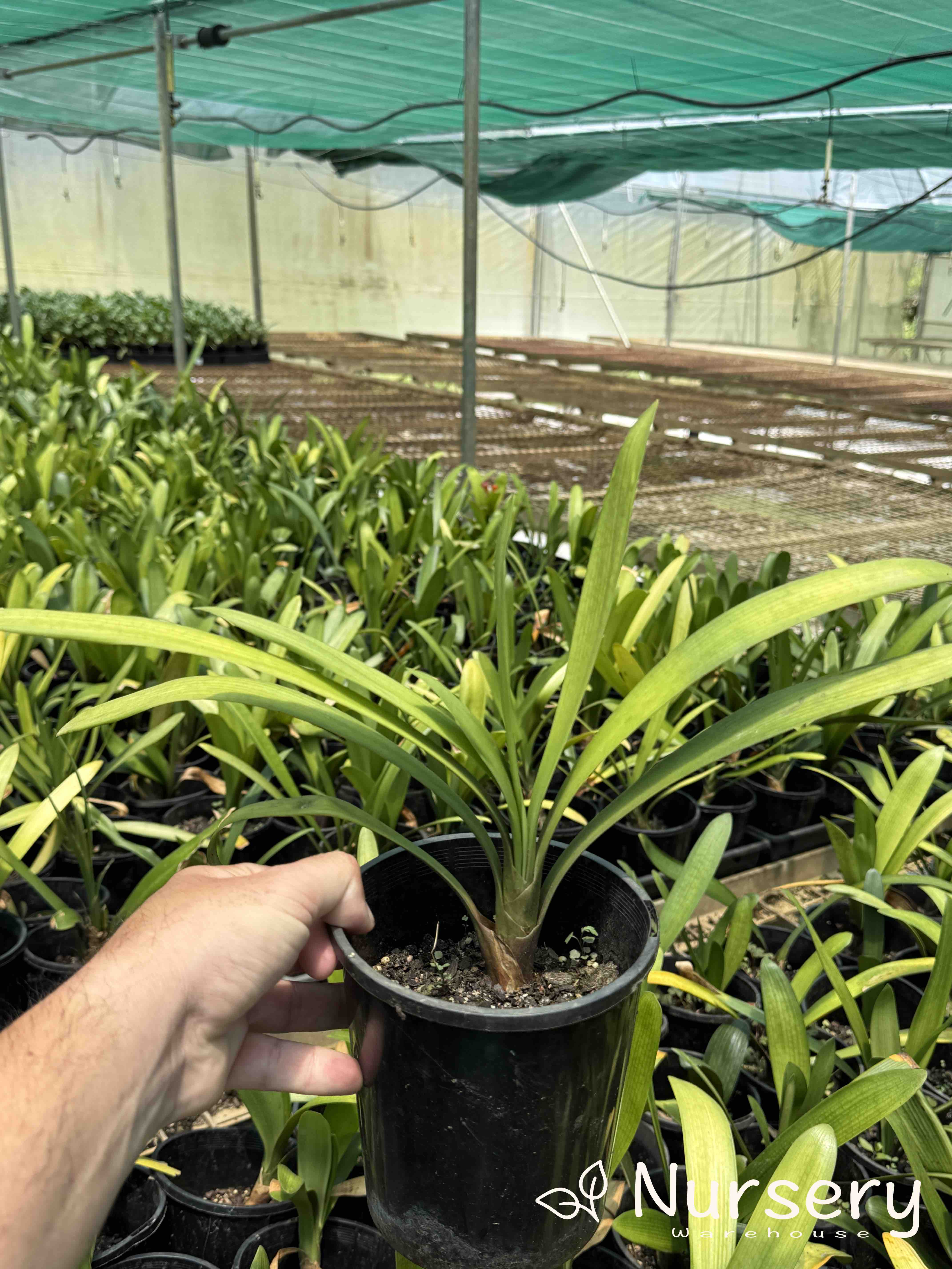 Clivia × hybrida 'Belgian Hybrid' (Belgian Hybrid Clivia | end of batch)